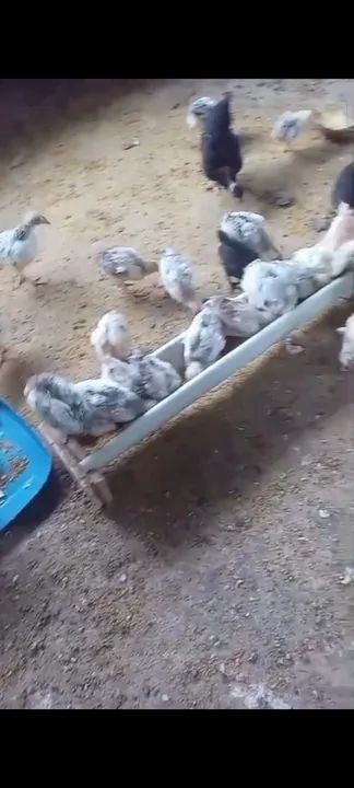 Vende-se 35 pintos  - Foto 3