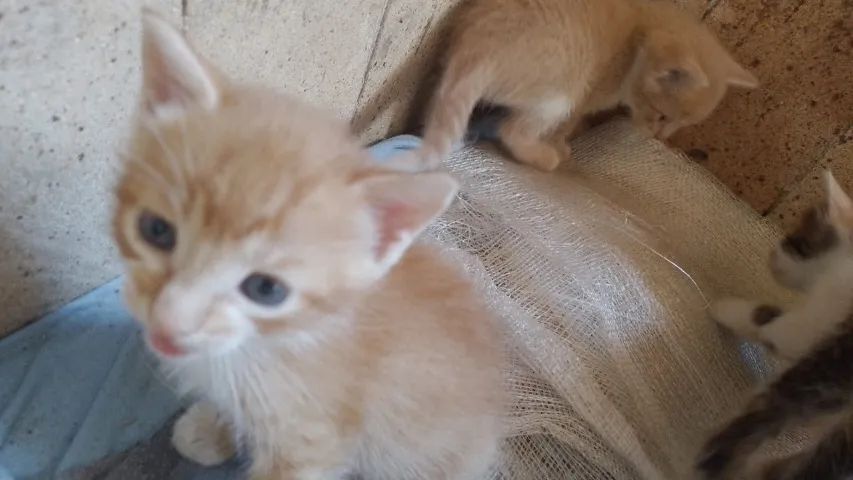 Gatinhos para adoção  - Foto 3