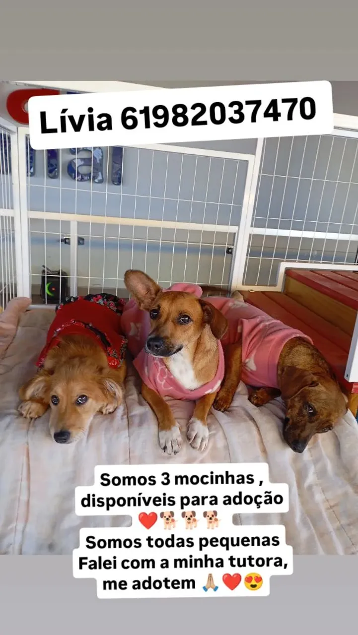 Cachorrinhas fêmeas disponíveis para adoção!