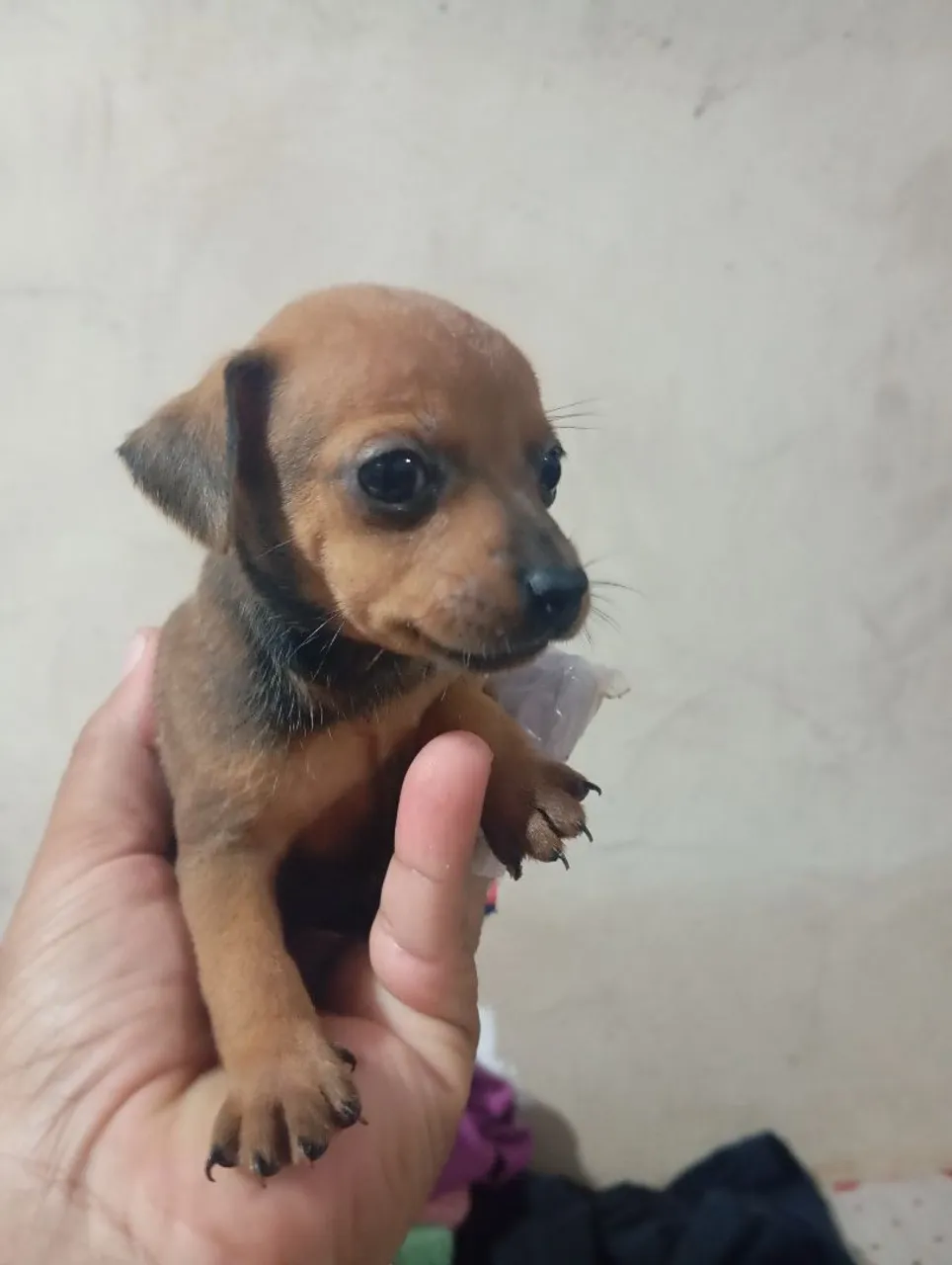 Pinscher fémia n1
