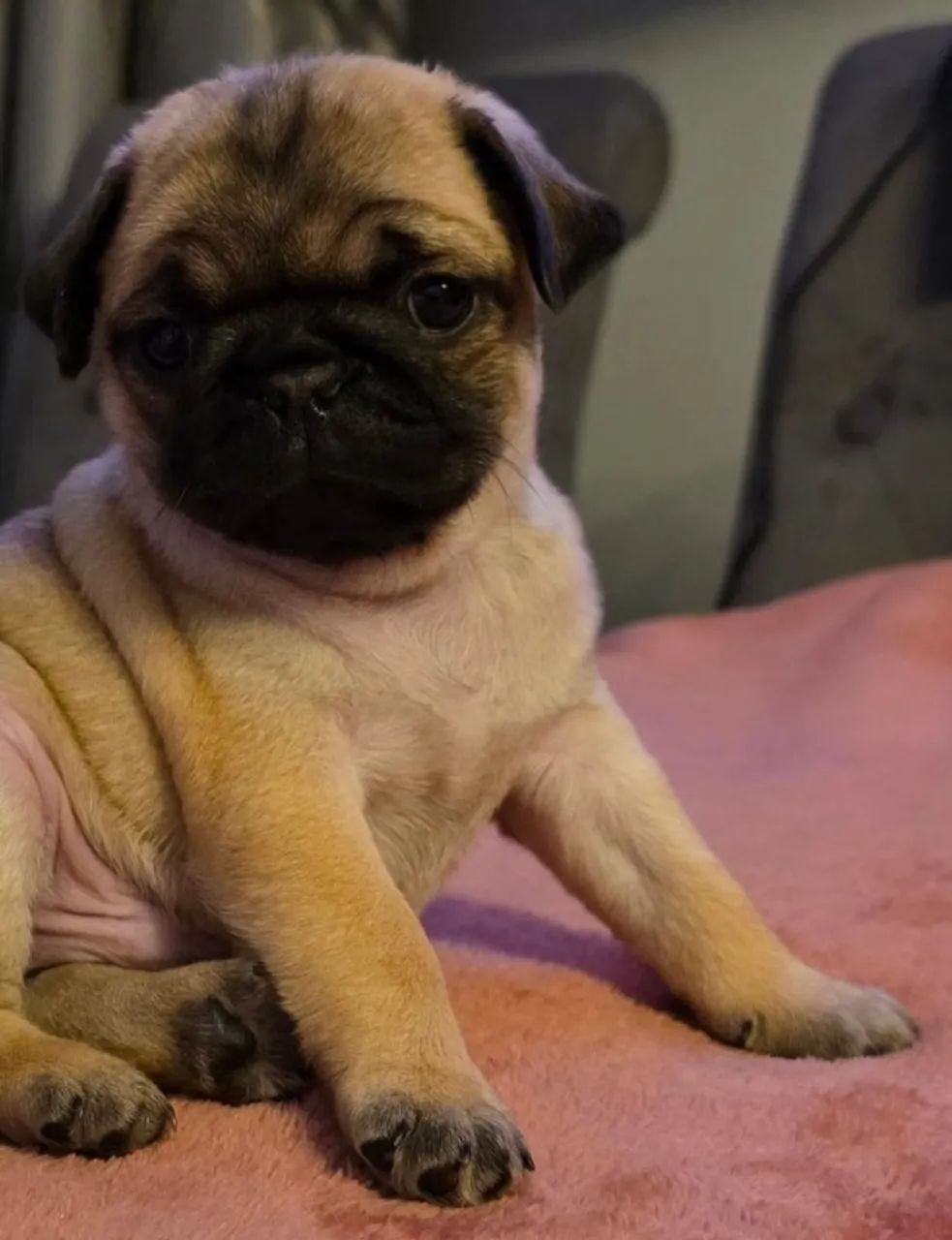 Bonitinhos femeas e machos Caozinhos bebes Pug