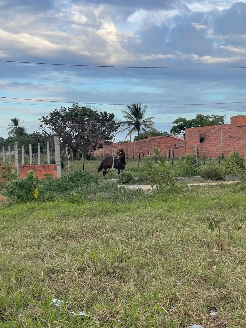 Cavalo Quarto de Milha com Paint Horse - Foto 4