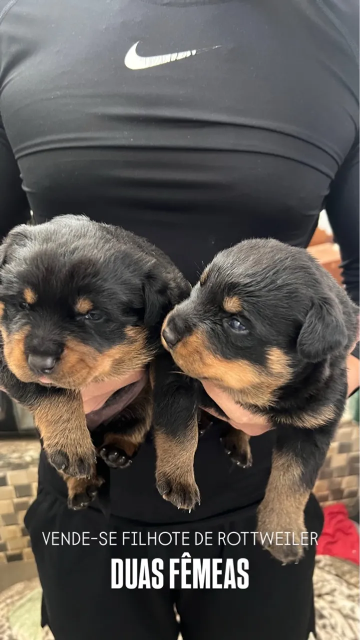 Filhote fêmea de Rottweiler Cabeça de Touro