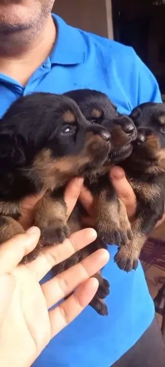 Filhotes de Rottweiler - Foto 2