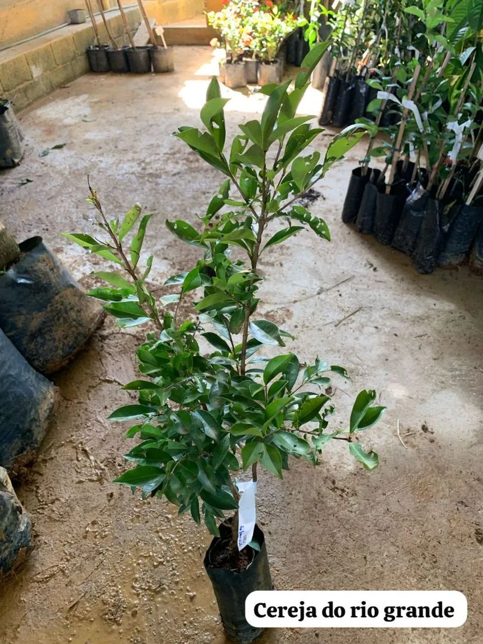 FRUTÍFERAS DIVERSAS  - Foto 2