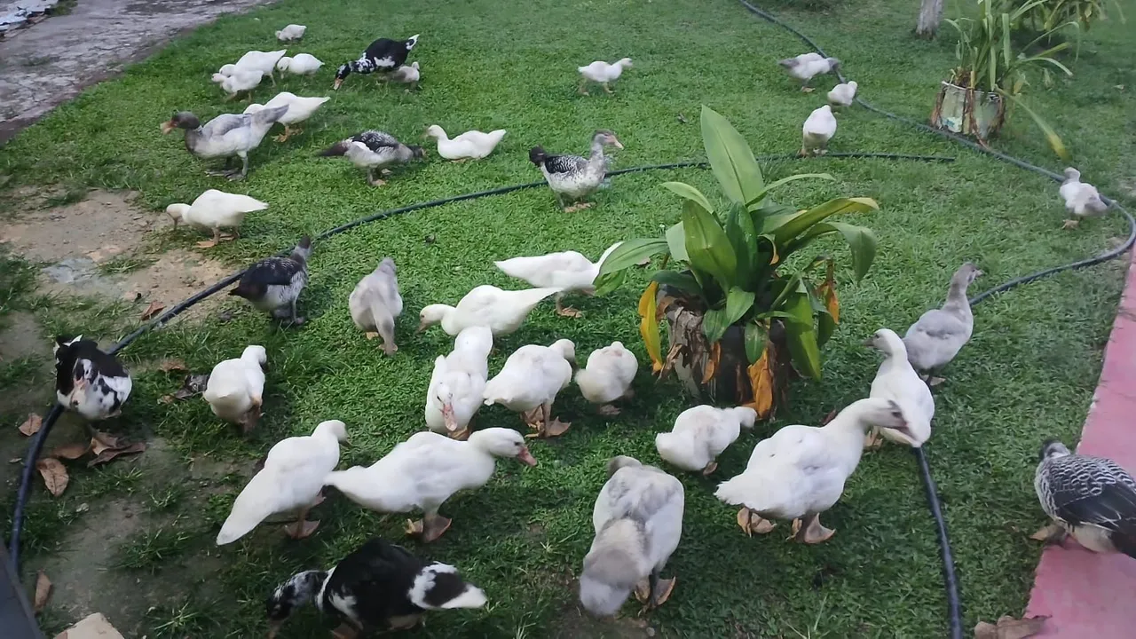 Vendo patos 