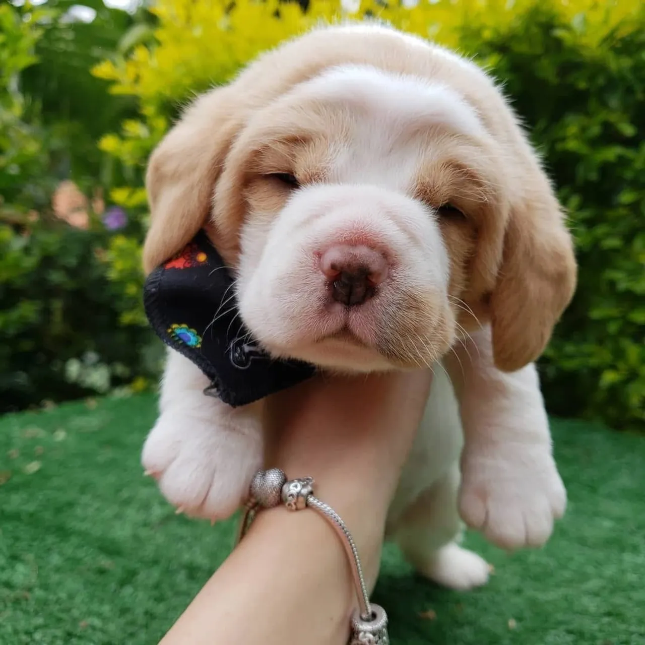 Beagle filhotes incríveis original