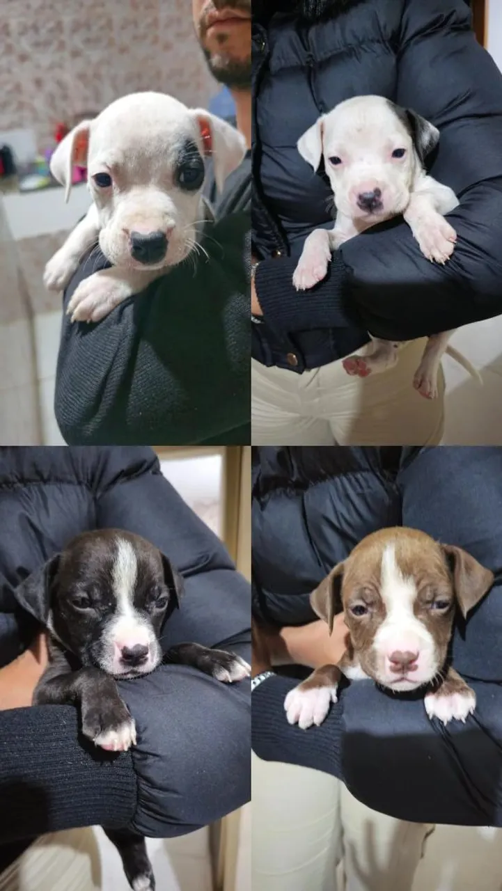Fêmeas de pitbull
