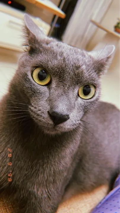 Gato para doação  - Foto 2