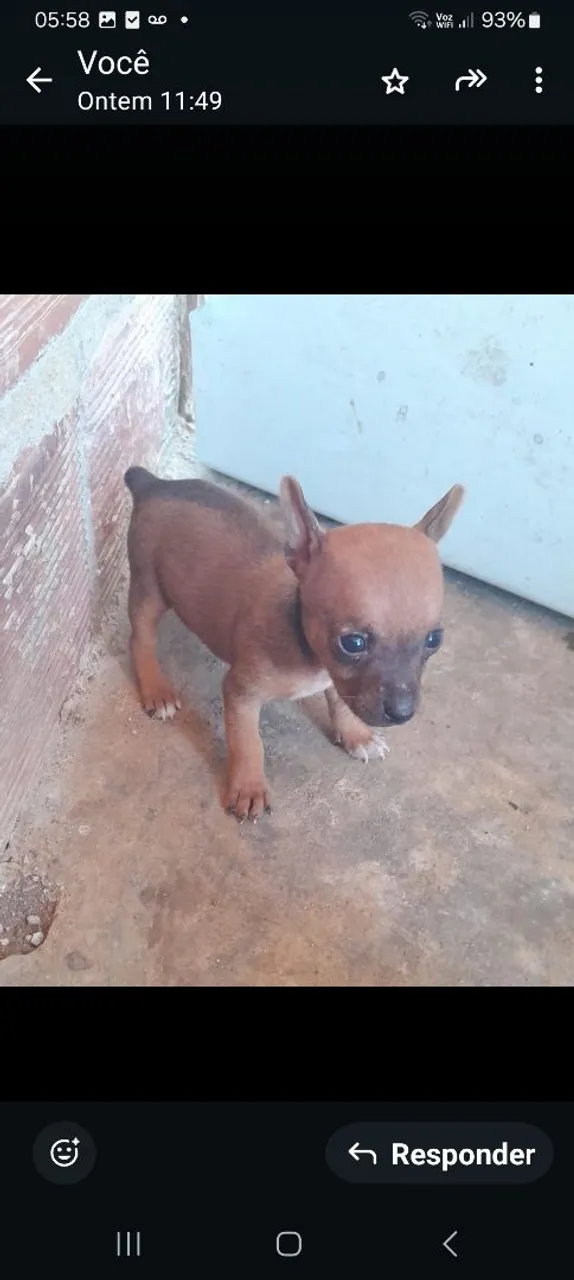 Filhote de Pinscher 00.femea 600 rs