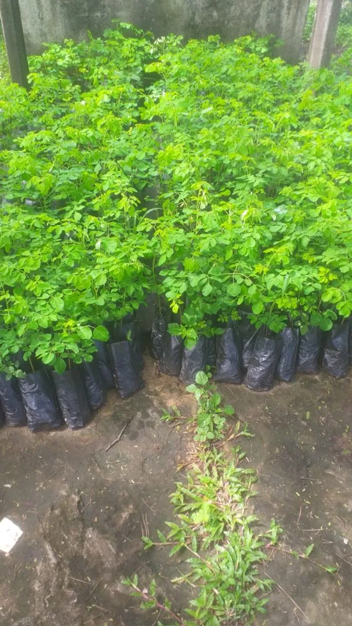 Mudas de Moringa Oleifera - Produção Rural