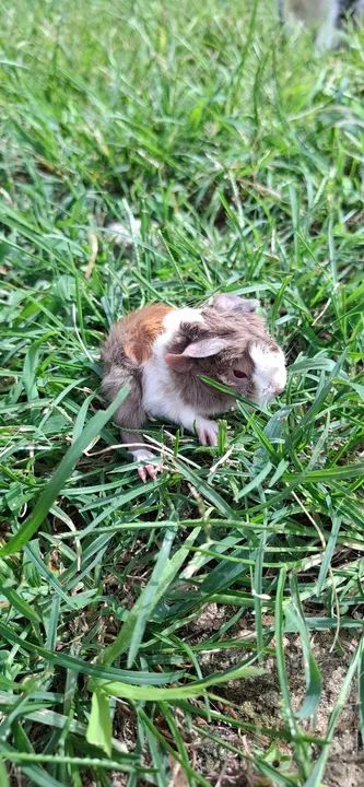 Porquinho da india absinio - Foto 5