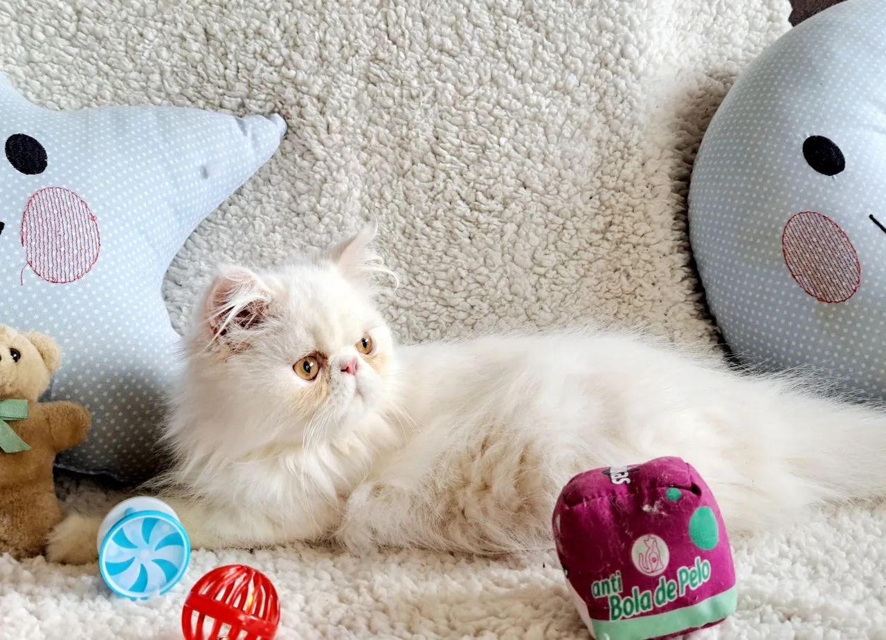 Persa macho filhotão branco