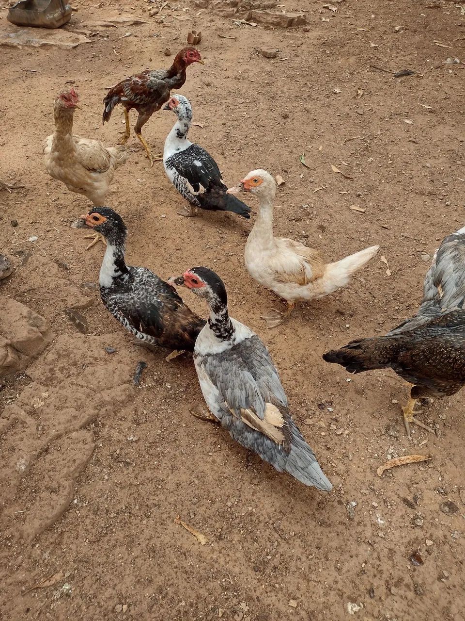 Patos - Foto 2