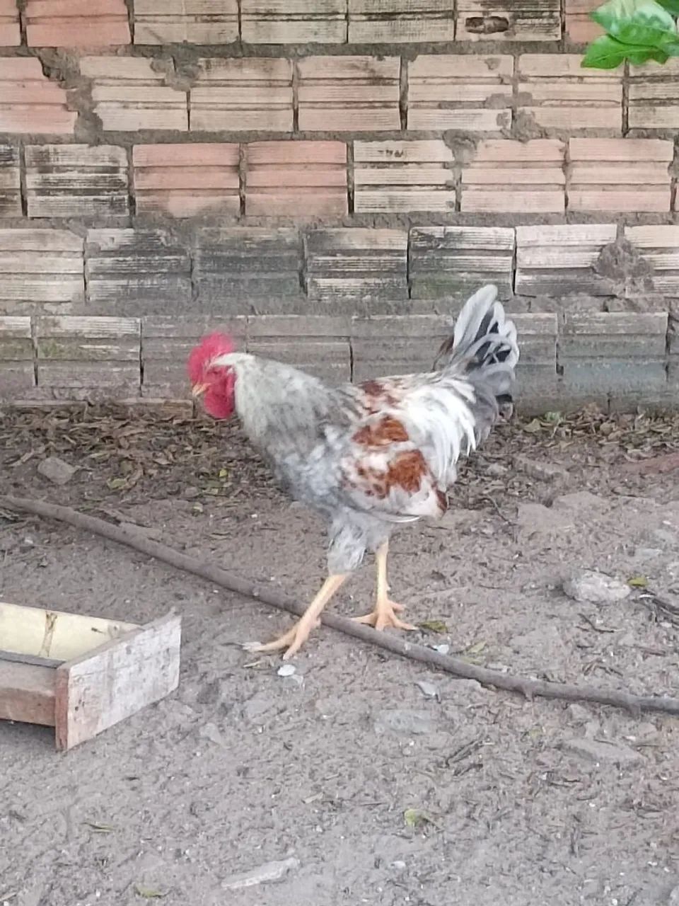 Galo de raça - excelente reprodutor - Foto 2