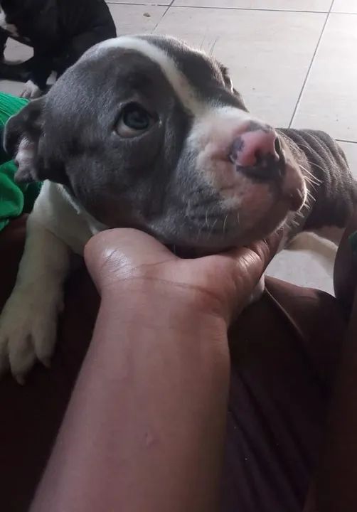 American bully blue  - Foto 4