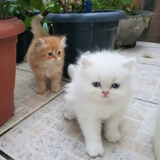 Persa excelente Padrão