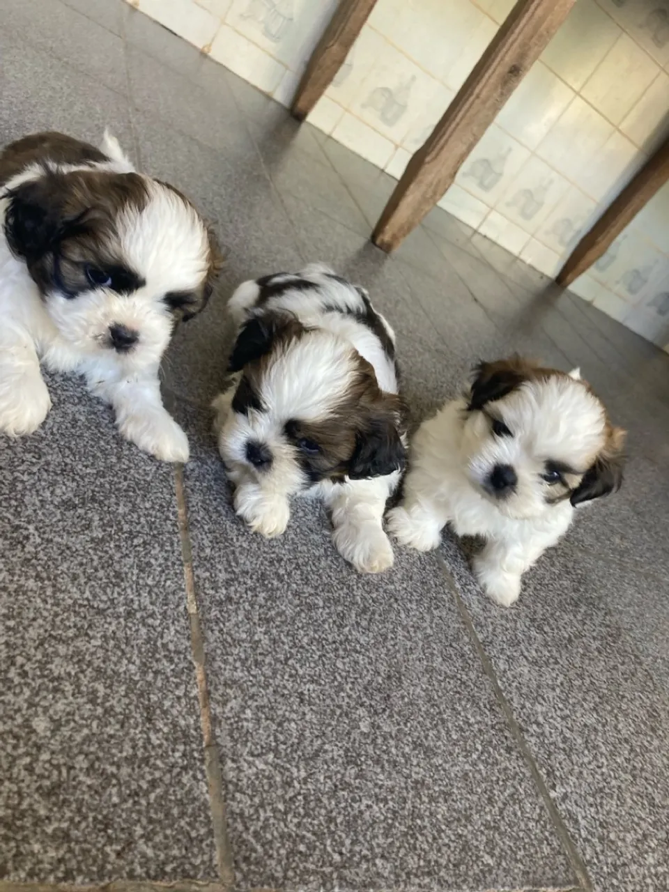 Lindos filhotes Shih Tzu