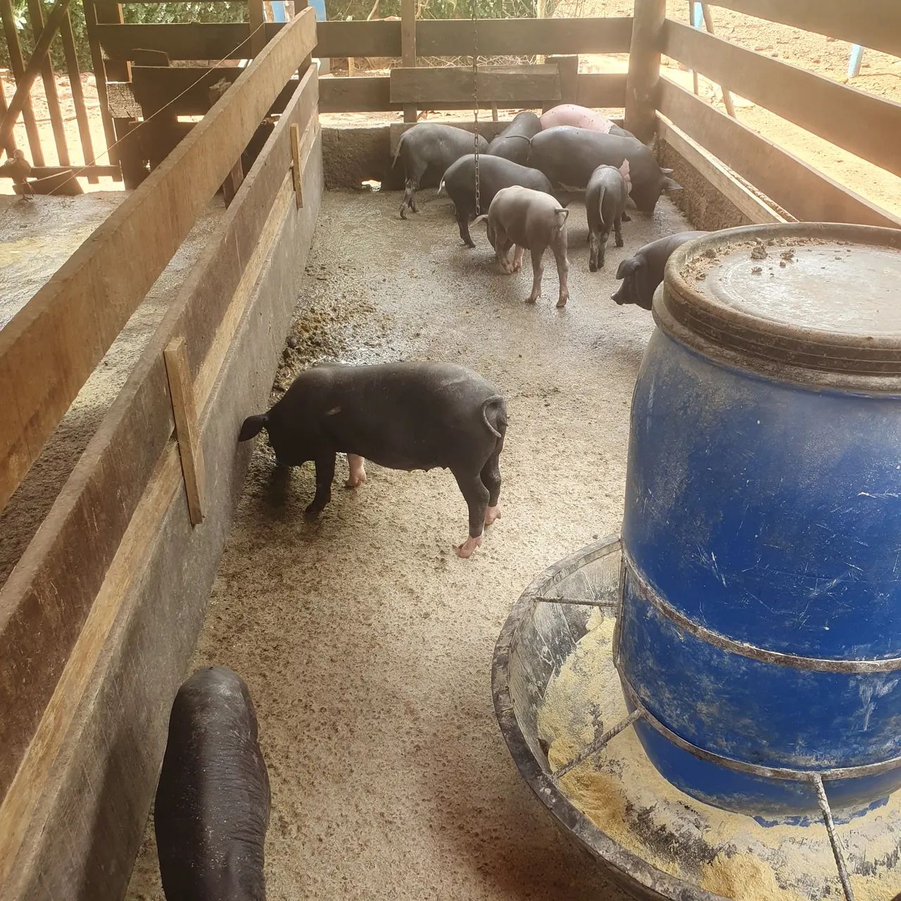 Vende-se porcos caipira 270 um pelo outro pra levar todos tenho 16 porcos 