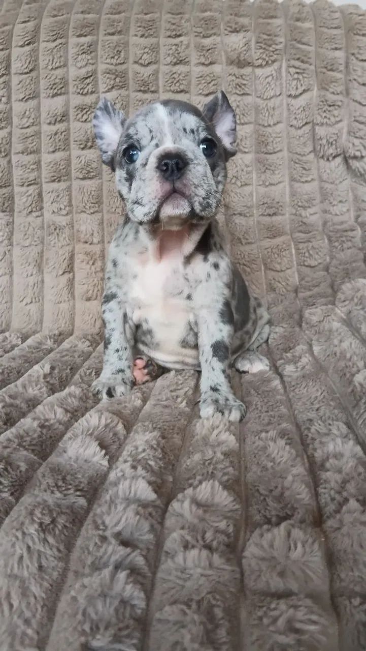Buldogue francês  - Foto 2
