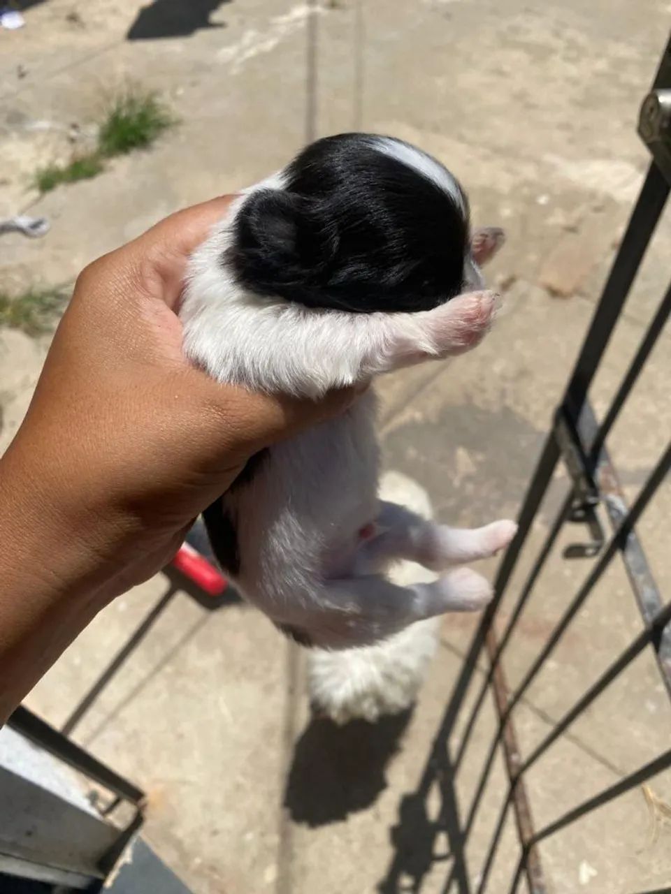 Machinho de lhasa - Foto 4