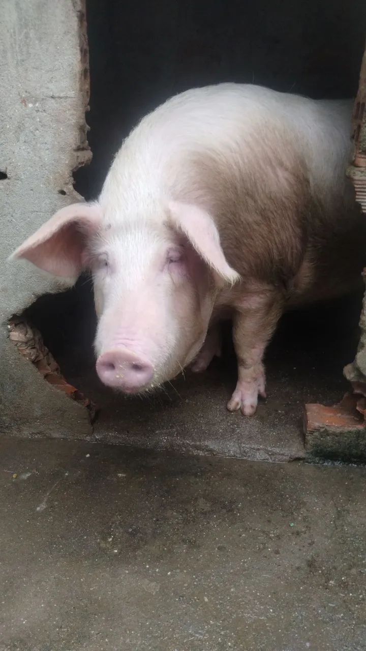 Leitoa / porco / suino valor  - Foto 2