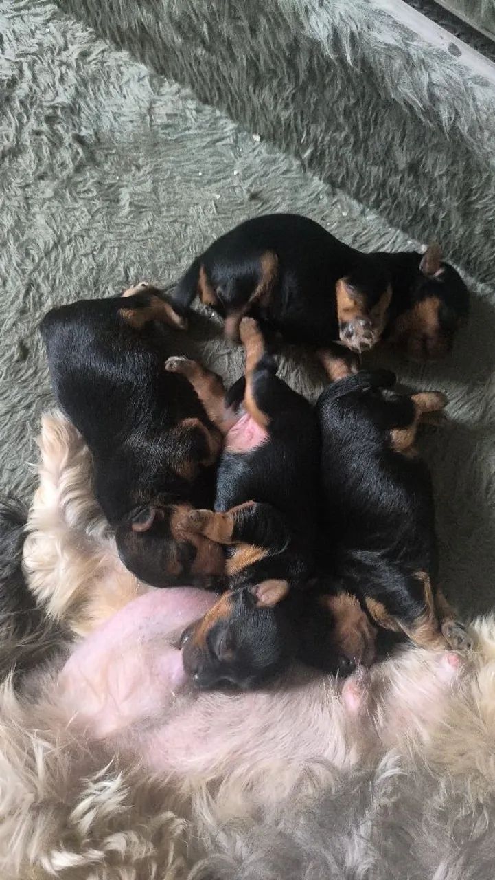 Filhotes de yorkshire 