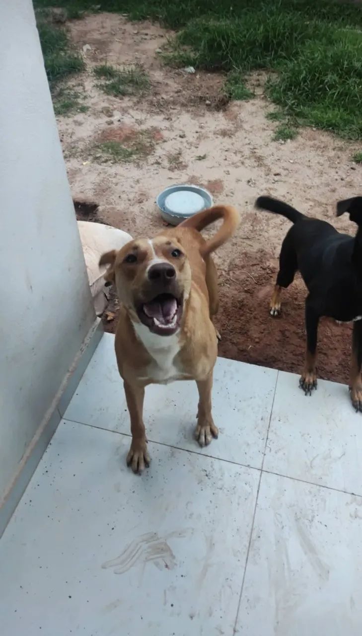 adoção - Foto 4