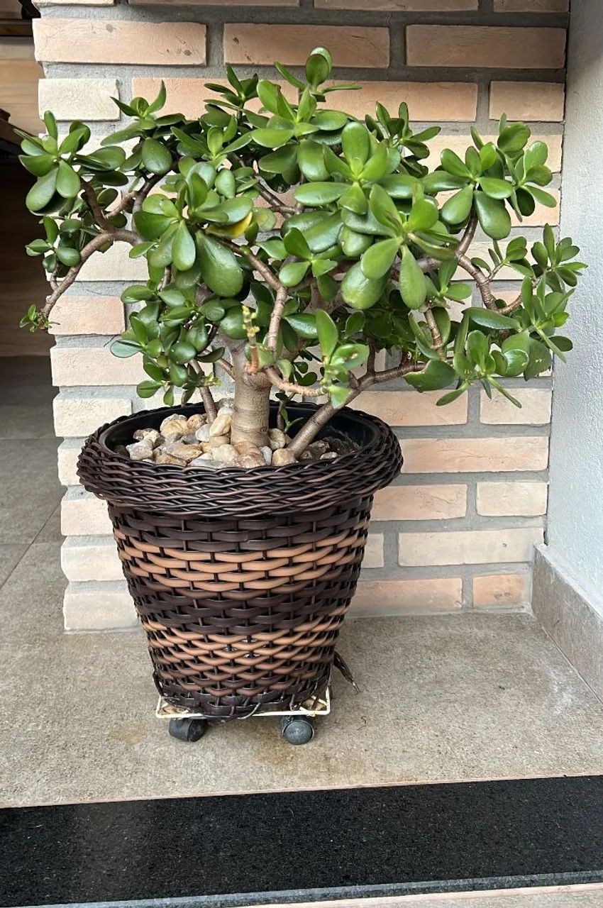 Plantas  - Foto 3