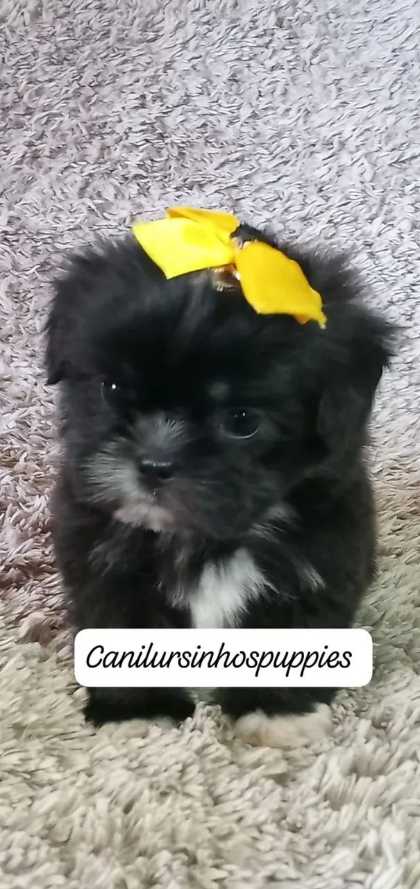 lhasa apso confiança credibilidade unica 