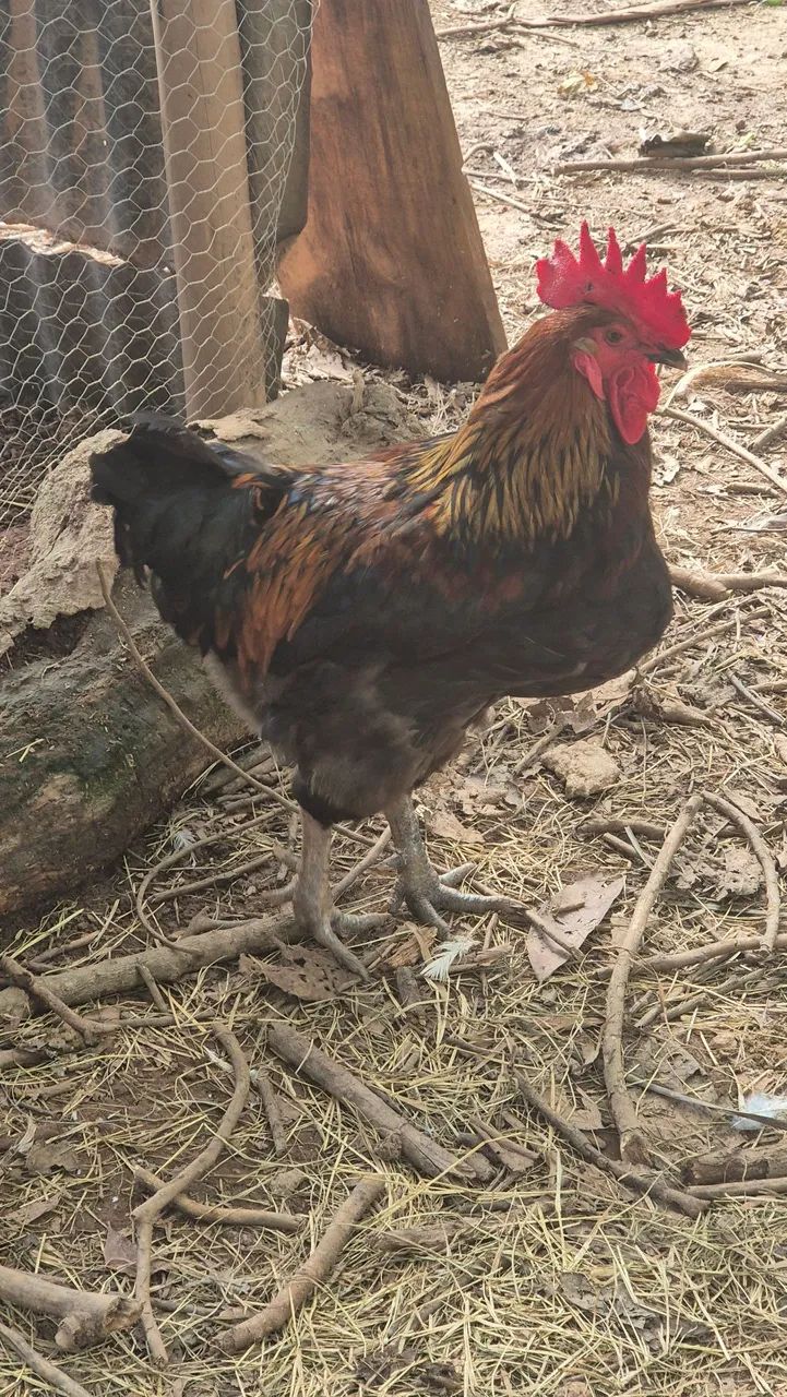 Frangos galos  - Foto 4