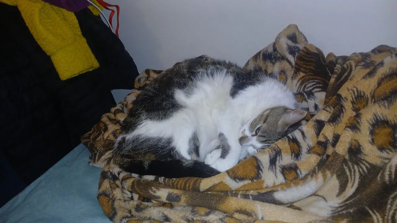 Penélope  - Foto 3