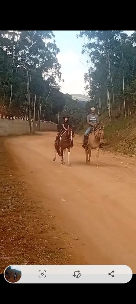 Vendo mula - Foto 2