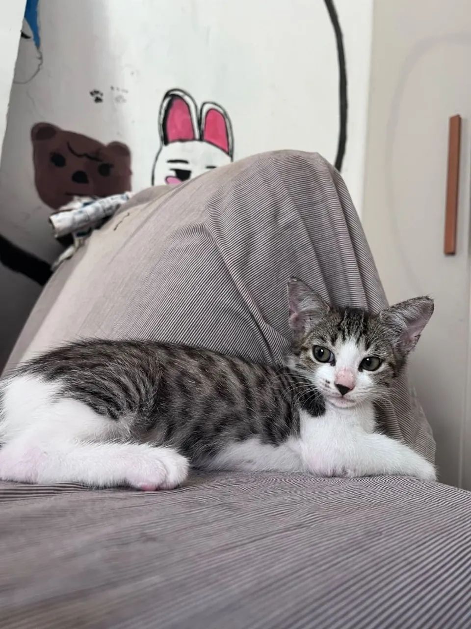 Gatinhos para doação  - Foto 2