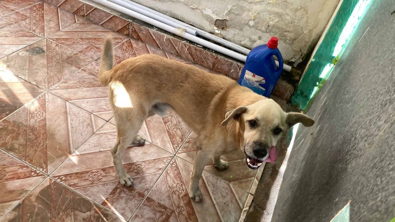 Cachorro macho 