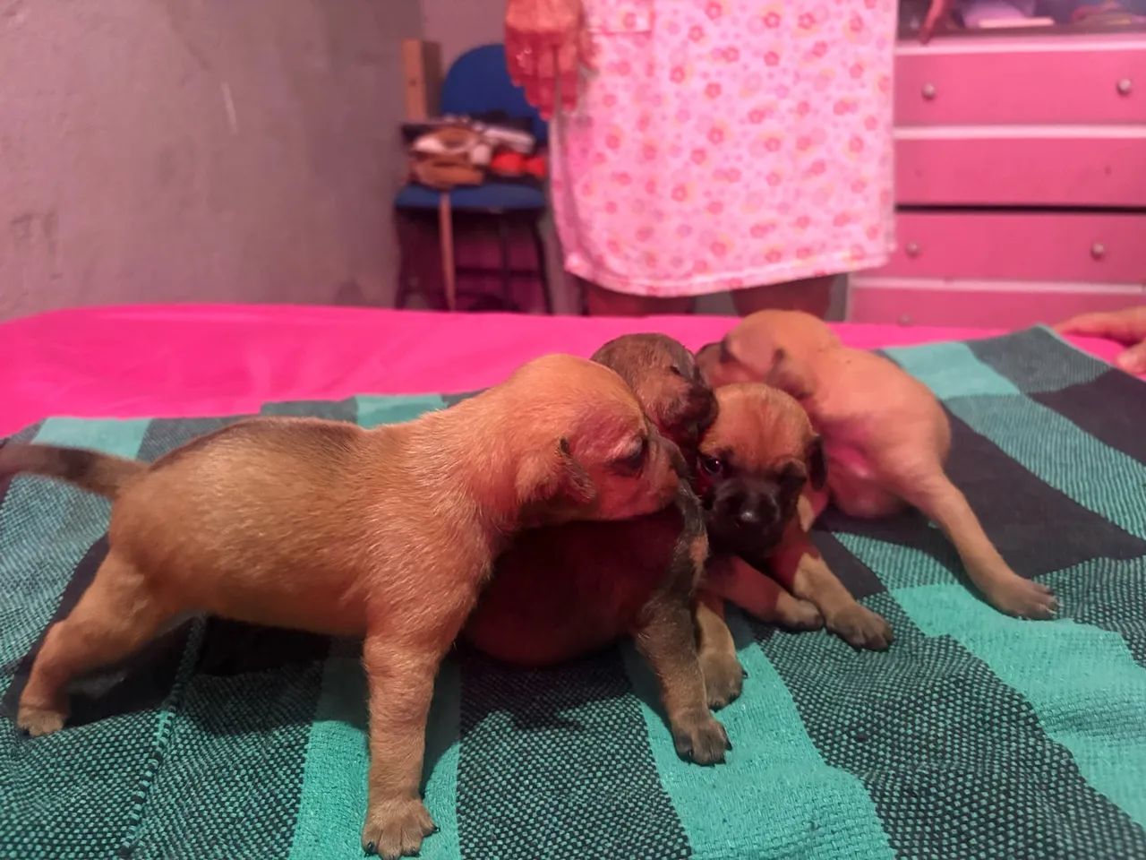 Pinscher  - Foto 2