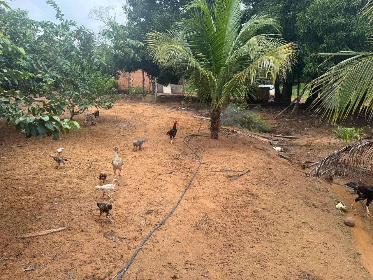 Fazenda - Foto 4