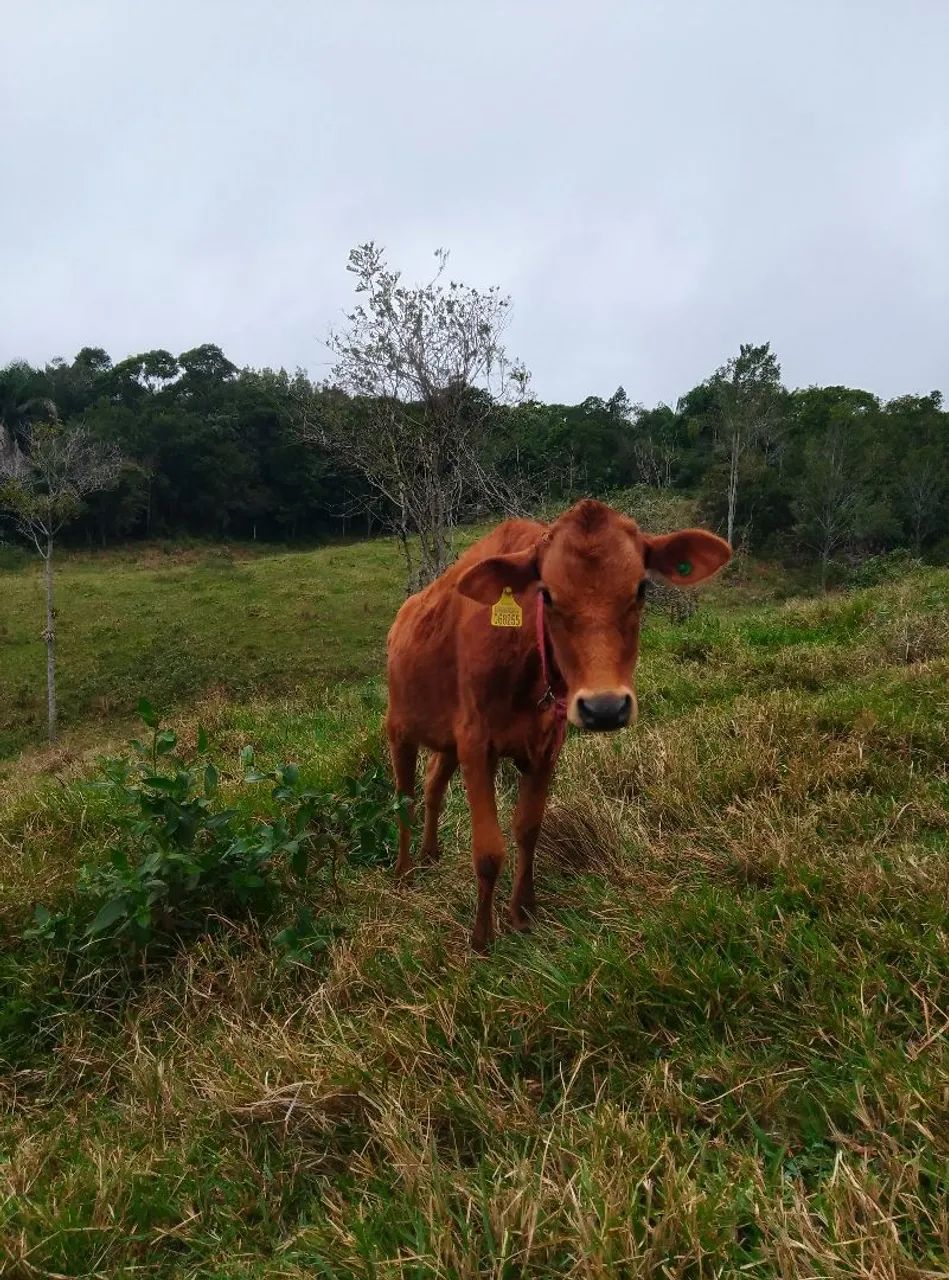 Vendo uma vaca prenha e uma novilha  - Foto 5