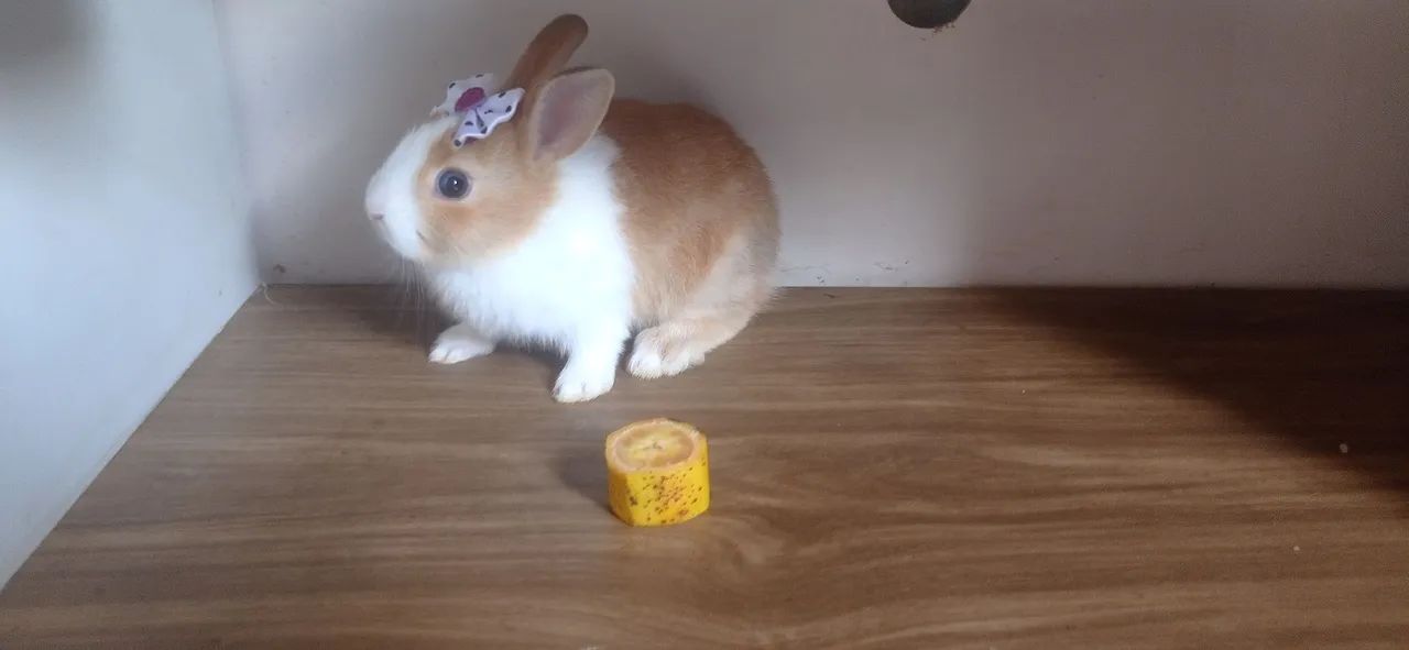 Vendo filhote de mini coelho  - Foto 2
