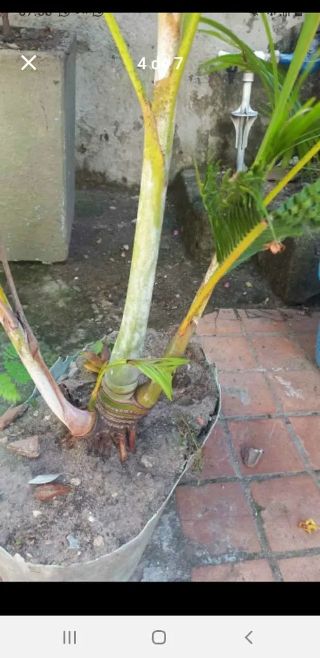 Palmeira areca - Foto 3
