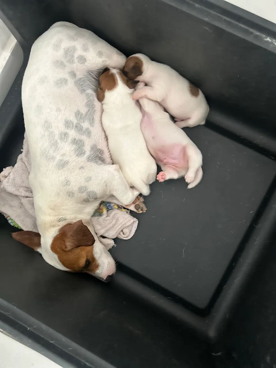 Jack Russel - Foto 2