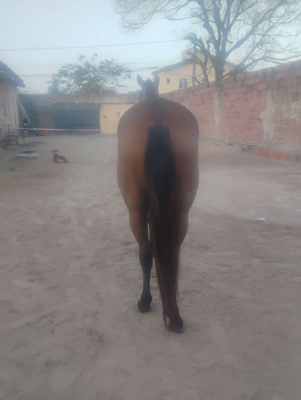 Égua Potra  - Foto 2