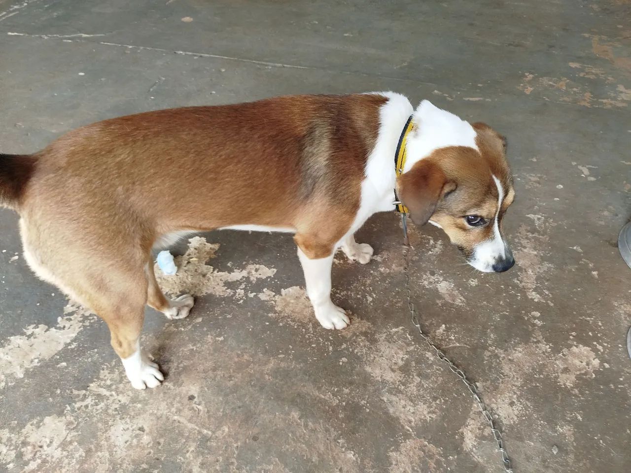 Doação de Cachorro  - Foto 5