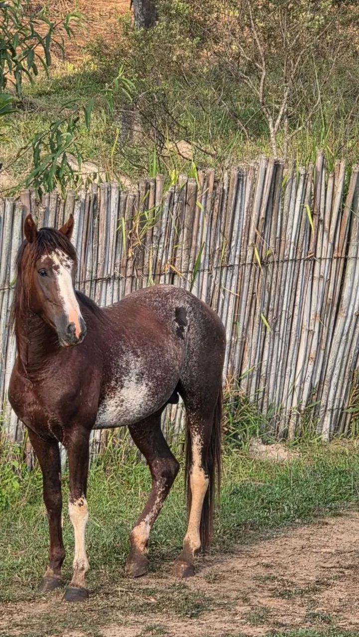 Potro Mangalarga  - Foto 3