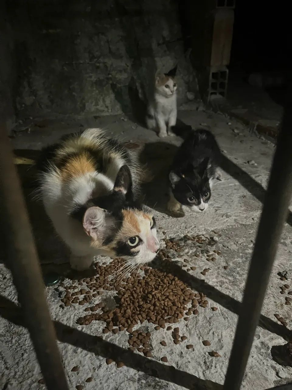 Gatos adoção responsável  - Foto 3