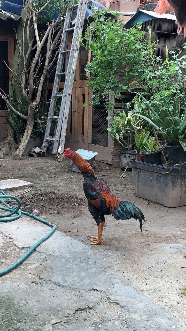 Galo índio 
