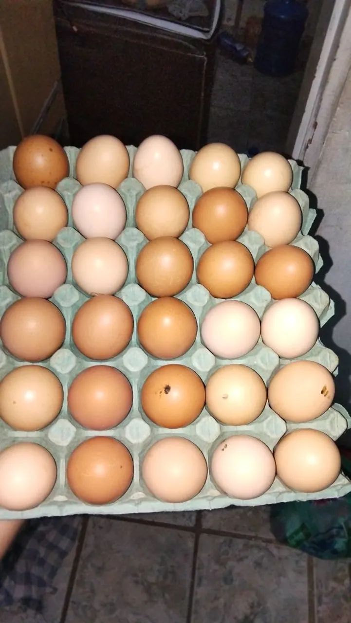 Galinha e Ovos Caipira