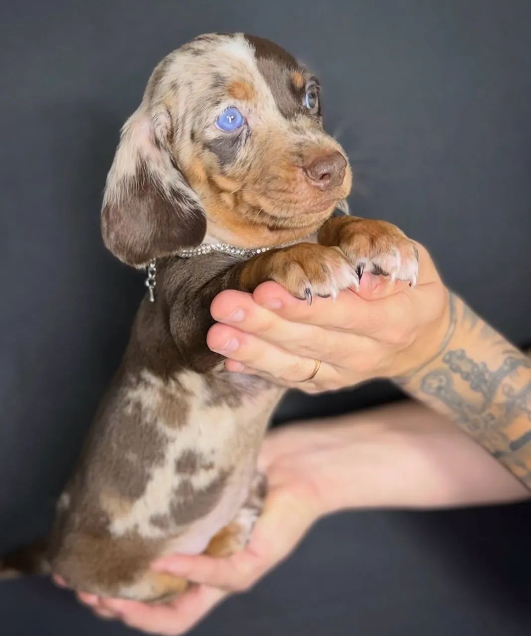 dachshund  - Foto 4