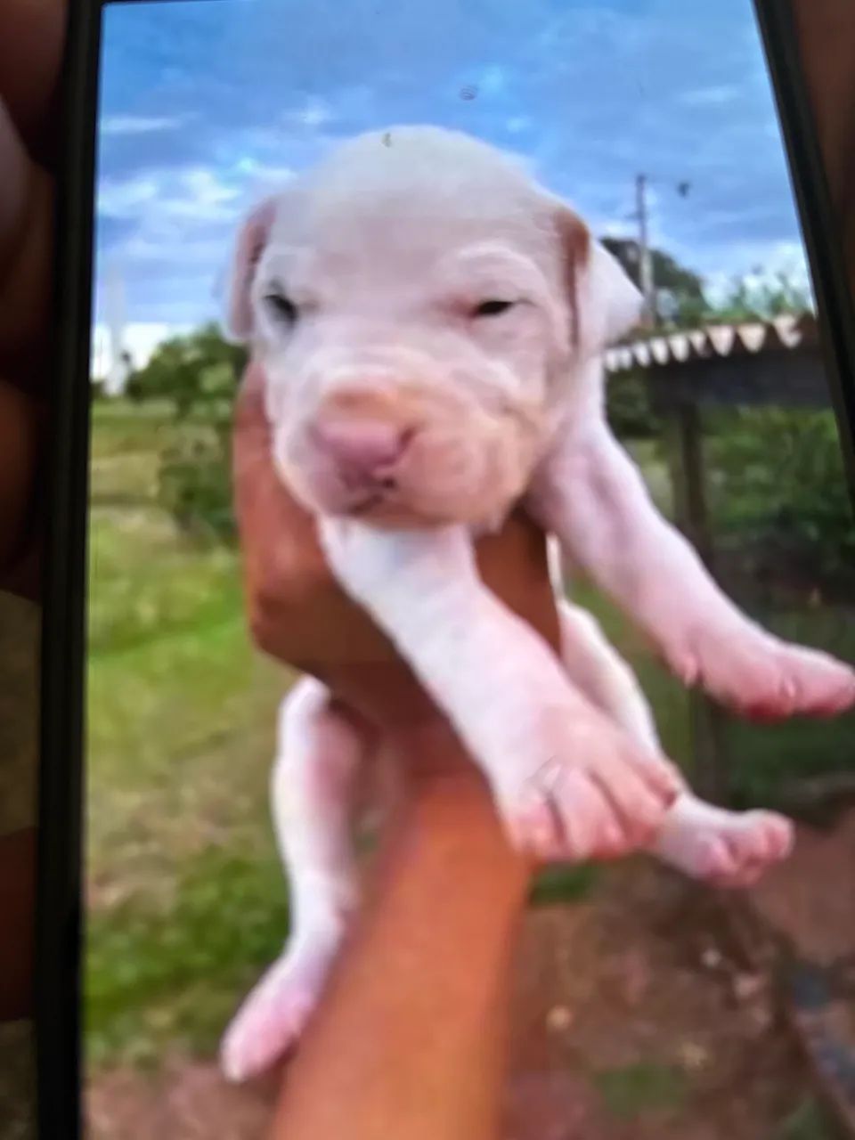 Dog Argentino  - Foto 3