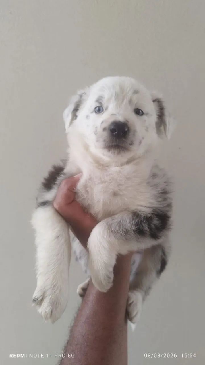 Border collie  - Foto 4